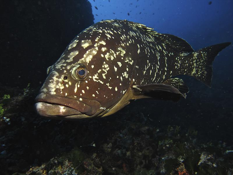 Foto Diving in Elba Procchio - immagine 12
