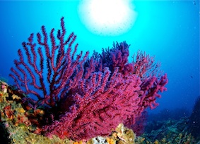 Foto Nautilus TDC - immagine 2