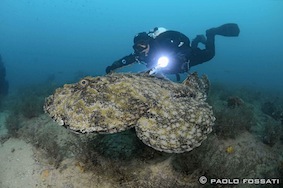 Foto Nautilus TDC - immagine 3
