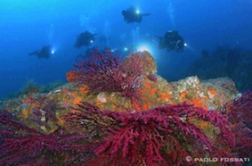Foto Nautilus TDC - immagine 5