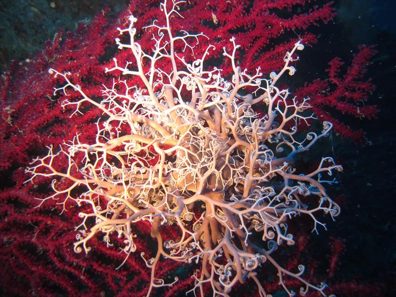 Foto Elbadivers - immagine 5