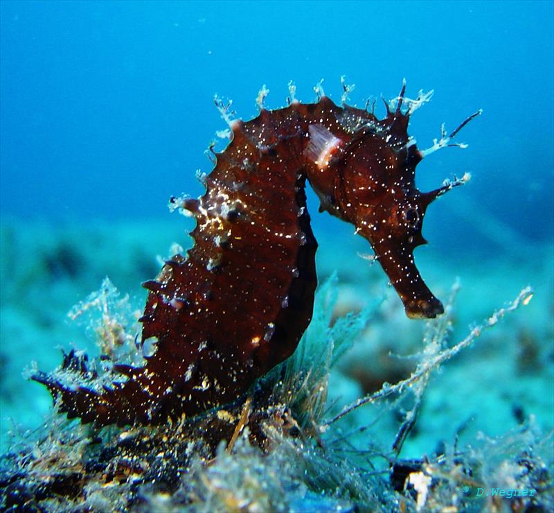 Foto Elbadivers - immagine 6
