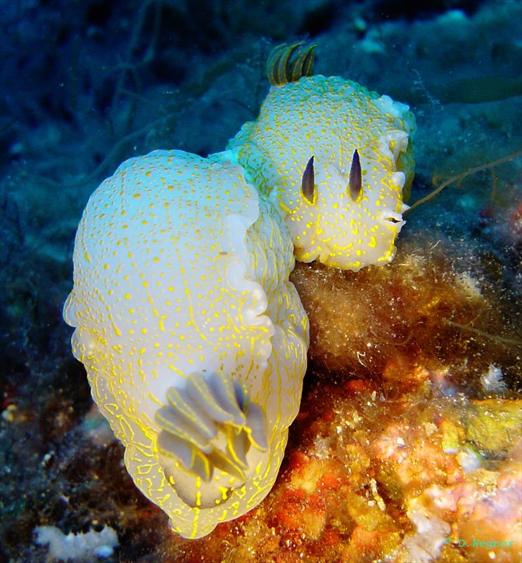 Foto Elbadivers - immagine 7