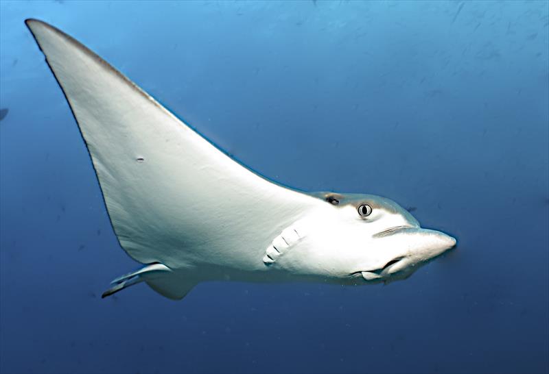 Foto Diving in Elba Procchio - immagine 14