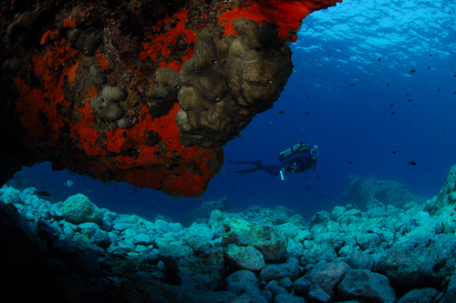 Foto Tremiti Diving Center - immagine 6