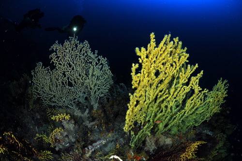 Foto Tremiti Diving Center - immagine 8