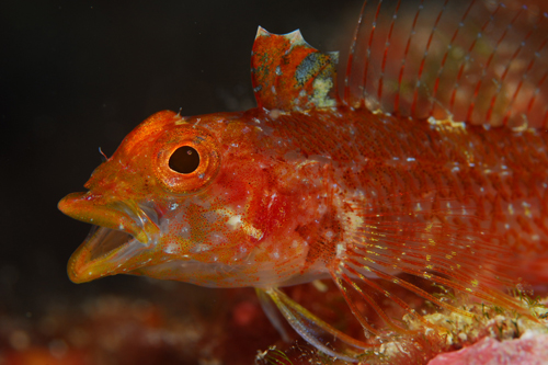 Foto Tremiti Diving Center - immagine 9
