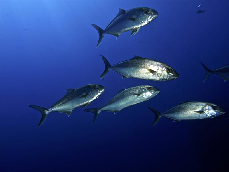 Foto Diving in Elba Procchio - immagine 15