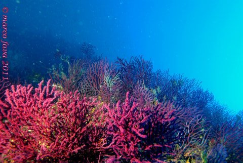 Foto Bubble lounge diving - immagine 3