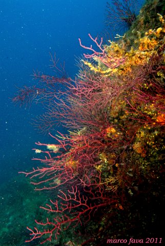 Foto Bubble lounge diving - immagine 4