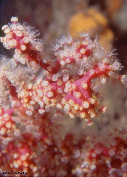 Foto Bubble lounge diving - immagine 5