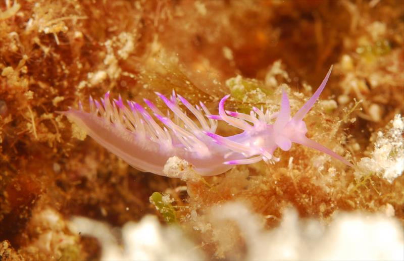 Foto Bubble lounge diving - immagine 6