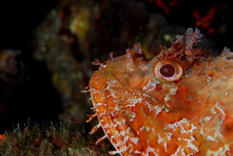 Foto Bubble lounge diving - immagine 7