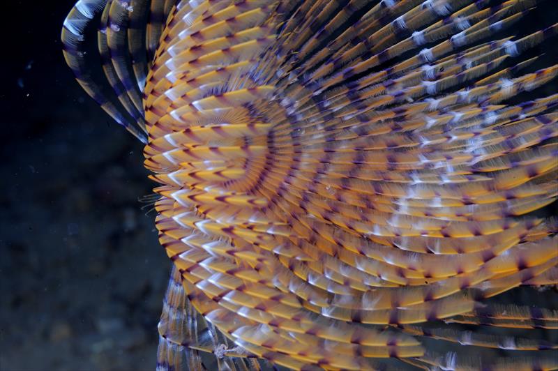 Foto Bubble lounge diving - immagine 8