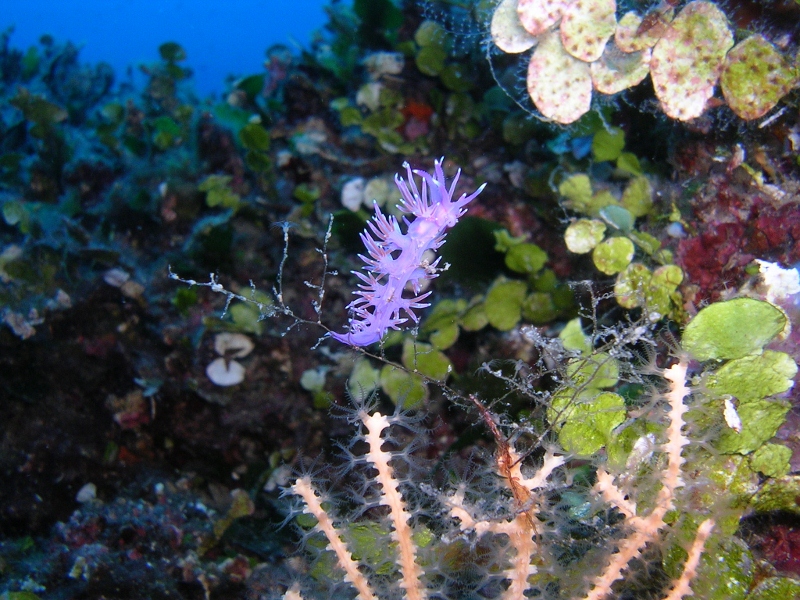 Foto Roccaruja Diving Center - immagine 1