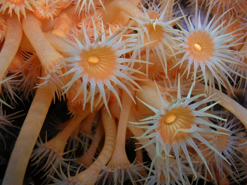 Foto Roccaruja Diving Center - immagine 2