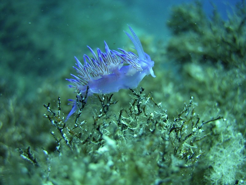 Foto Roccaruja Diving Center - immagine 3