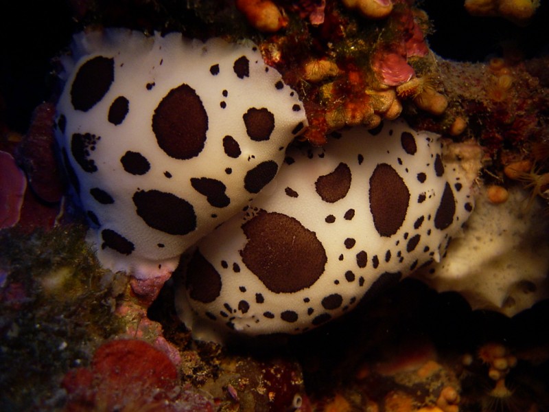 Foto Roccaruja Diving Center - immagine 6