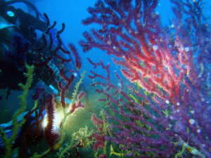 Foto A.S.D. ElySub - immagine 2