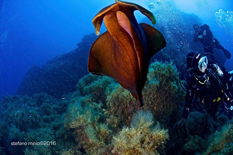 Foto Ponza Diving Center - immagine 5