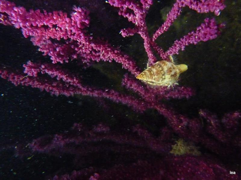 Foto Sub Flog - immagine 2