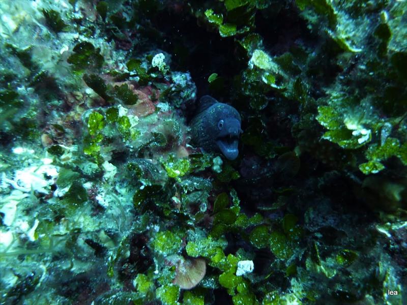 Foto Sub Flog - immagine 4