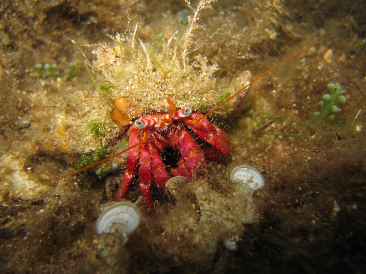 Foto Porto Azzurro Diving Center  - immagine 2