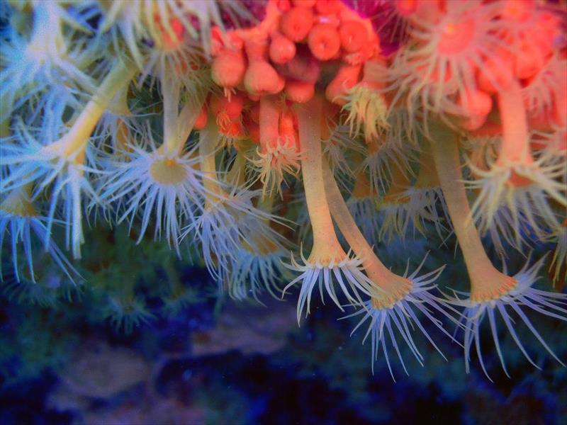 Foto Porto Azzurro Diving Center  - immagine 4