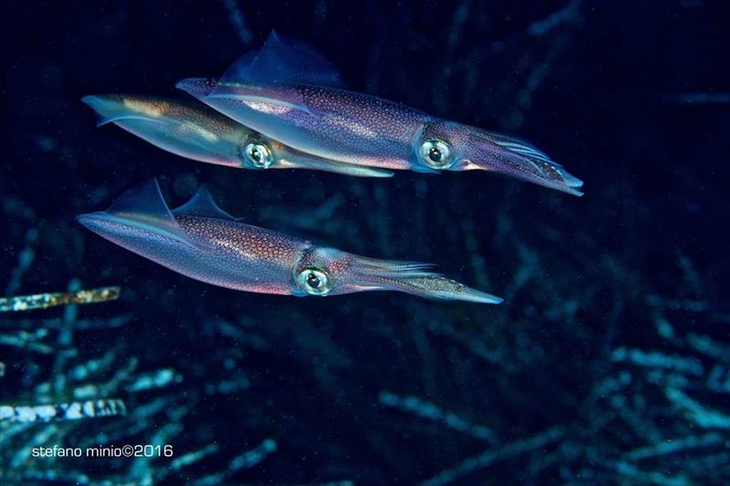 Foto Ponza Diving Center - immagine 7