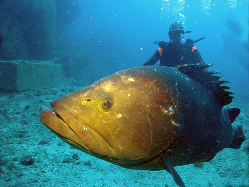 Foto Blu Dive Center - immagine 3