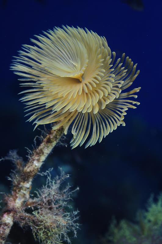 Foto Mister Jump Diving Center - immagine 11