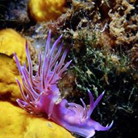 Foto Lady Marea Diving Boat - immagine 9