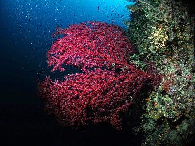 Foto Lady Marea Diving Boat - immagine 14