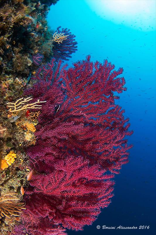Foto Lady Marea Diving Boat - immagine 15