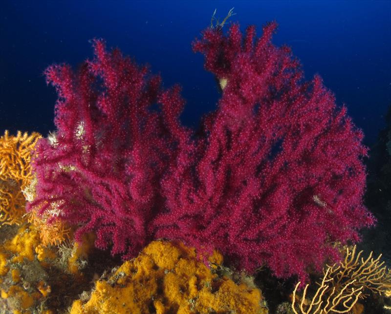 Foto Elba Diving Center - immagine 6