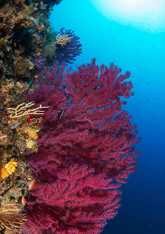 Foto Cala del Riccio Diving Center - immagine 2