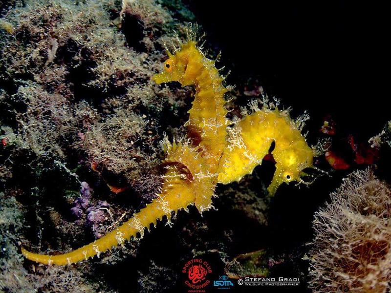 Foto Sporting Club Cavo Diving - immagine 2