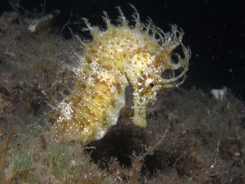 Foto Elba Diving Center - immagine 9