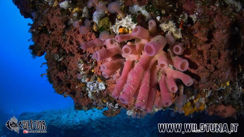 Foto Wild Tuna ASD - immagine 1