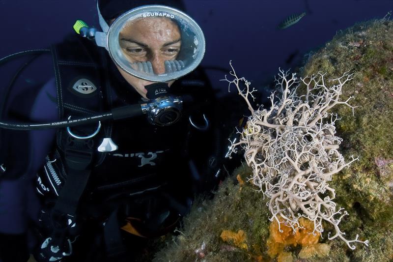 Foto Elba Diving Center - immagine 11