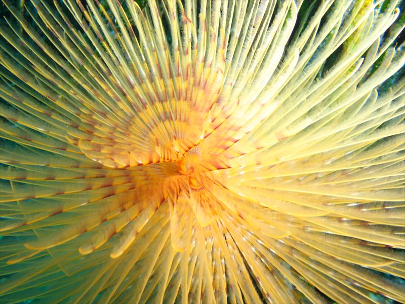 Foto 7 Perle A.S.D. - immagine 12