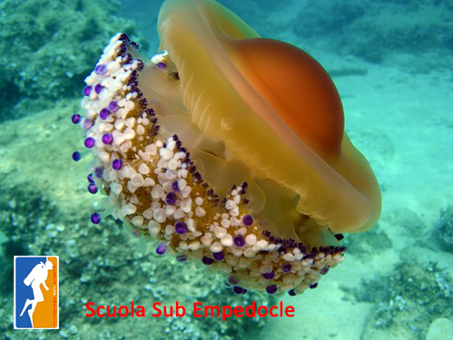 Foto Scuola Sub Empedocle - immagine 3