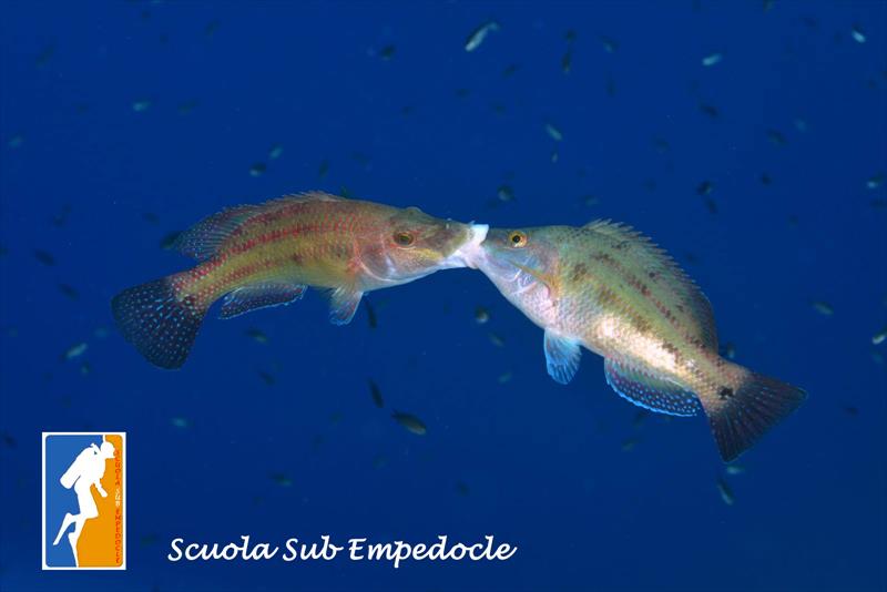 Foto Scuola Sub Empedocle - immagine 4