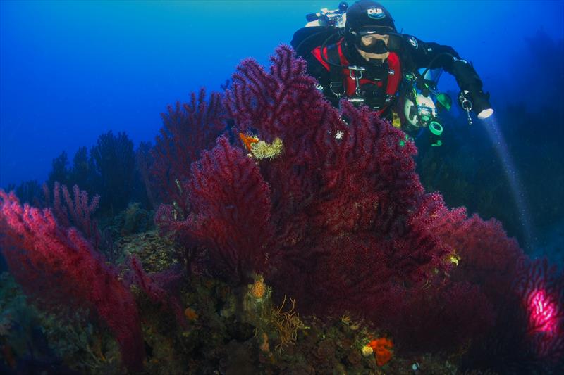 Foto Elba Diving Center - immagine 14