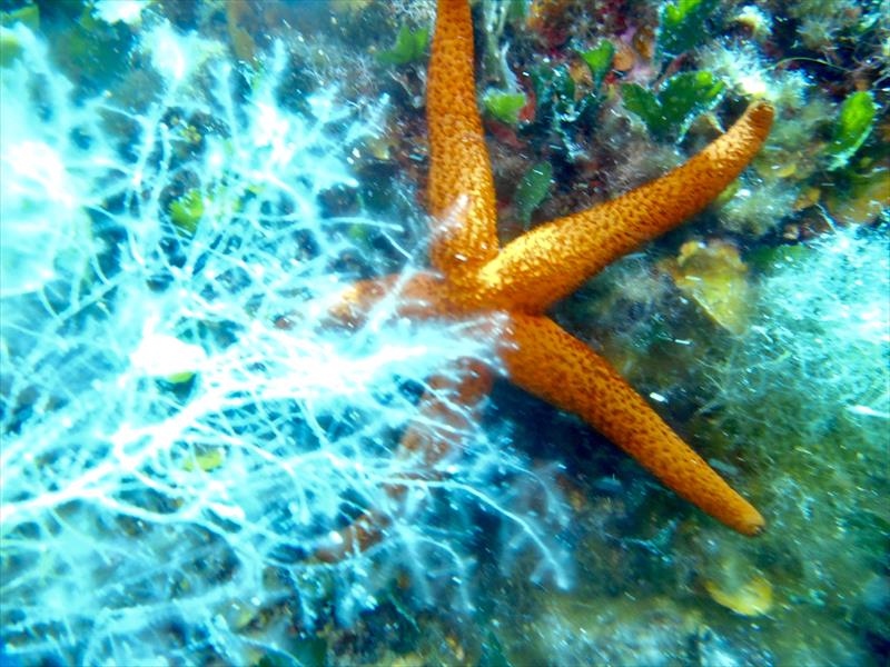 Foto Leonardo Diving School  - immagine 2
