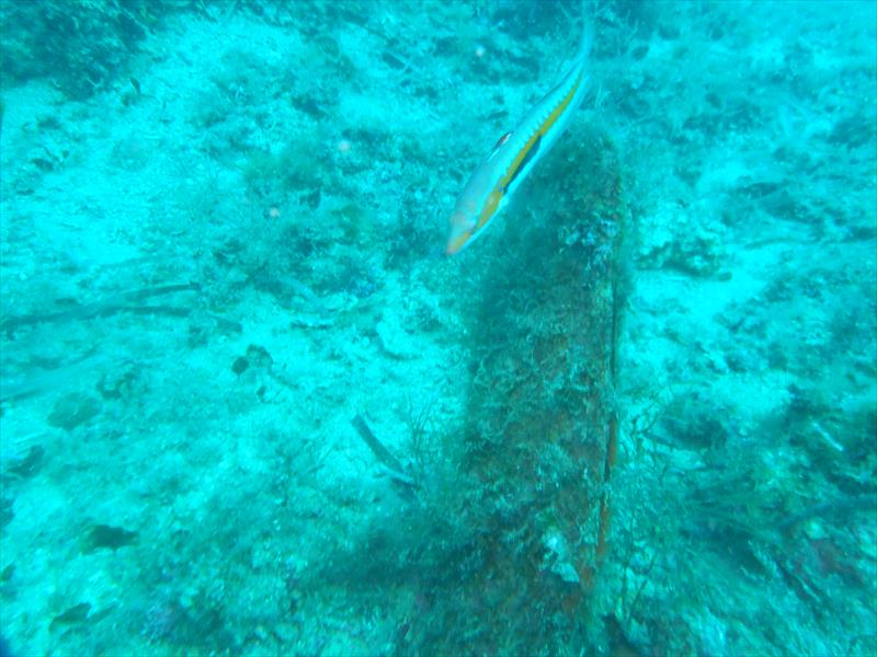 Foto Leonardo Diving School  - immagine 4
