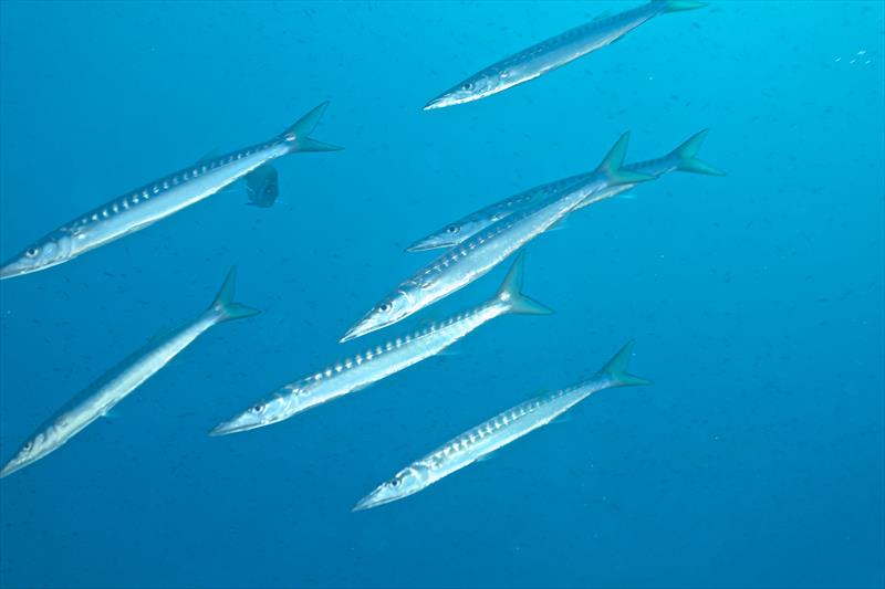 Foto Seccheto Diving Center - immagine 1