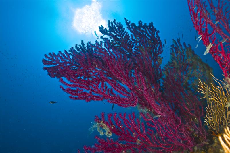 Foto Seccheto Diving Center - immagine 4