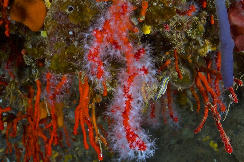 Foto Seccheto Diving Center - immagine 5