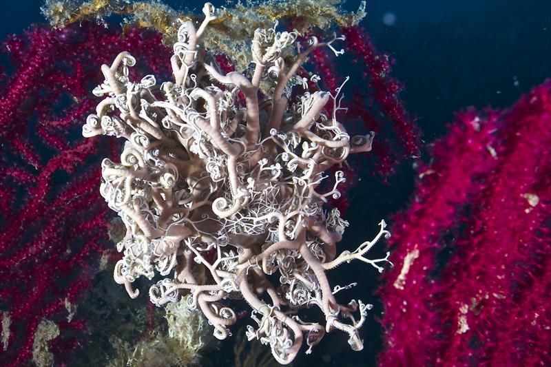 Foto Seccheto Diving Center - immagine 6